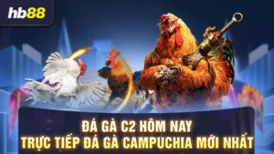 đá gà c2 hôm nay